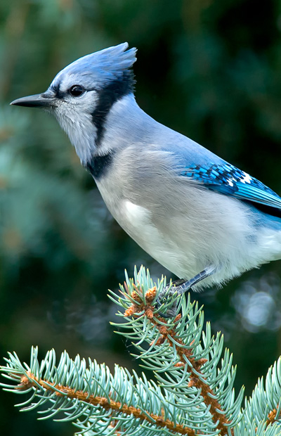 Blue Jay Cyanocitta Cristata Birds Profile Abmi Species Profile