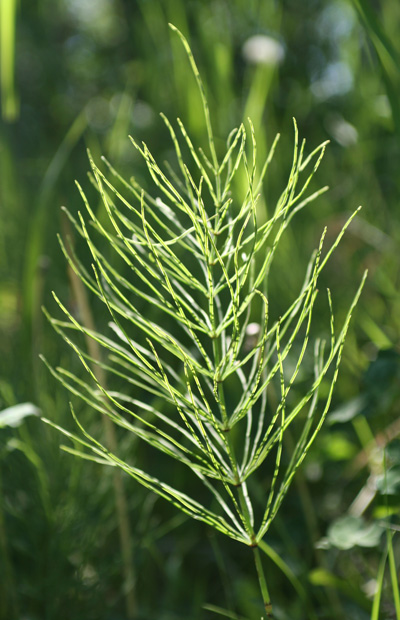 download horsetail worm