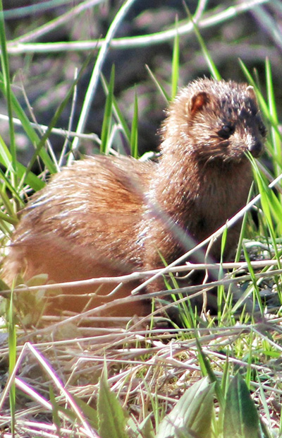 Download Weasels and ermine Mustela Mammals Profile ABMI - Species Profile