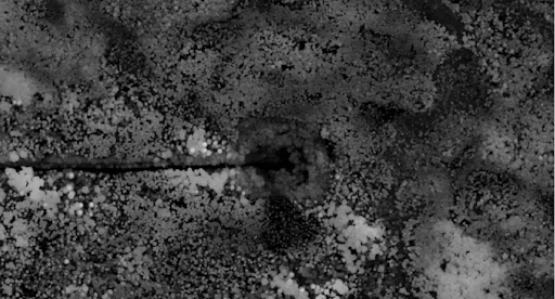 Example of an overgrown wellsite.