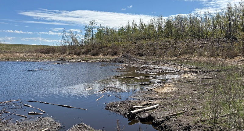 Beaver pond.